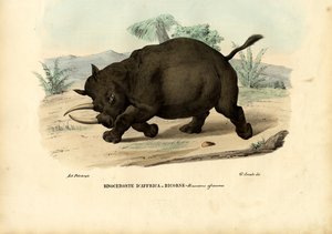 Rinoceronte negro, 1863-79 de Raimundo Petraroja